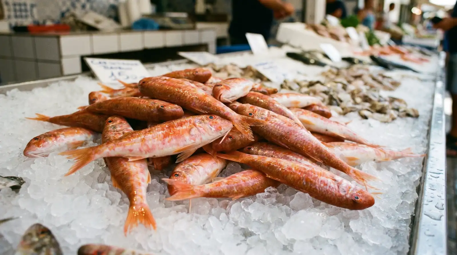 Red Mullet in Albania: Why Barbun Is the Most Underrated Fish at the Counter
